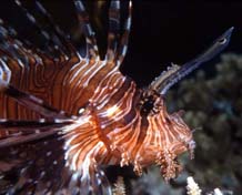 Lionfish