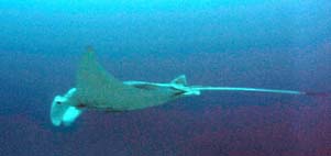 Sea Devil