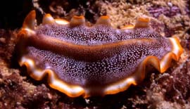 Flat Worm