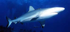 White Tip