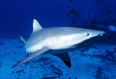 White Tip