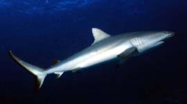 White Tip