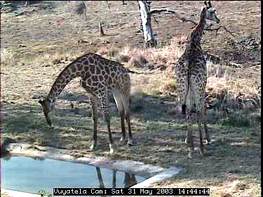 Two Giraffes.JPG