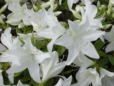 WHite azalea