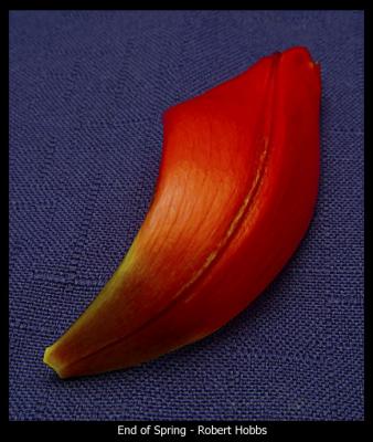 Tulip Petal.jpg