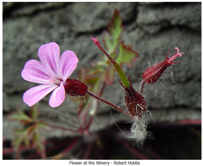 Winery Flower.jpg