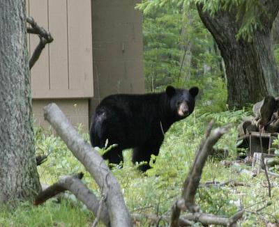 Bear !!