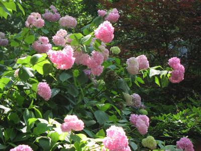 Hydrangea