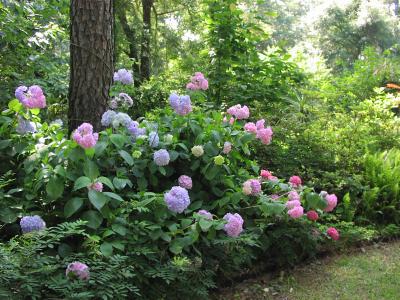 Hydrangea