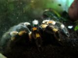 TARANTULA
