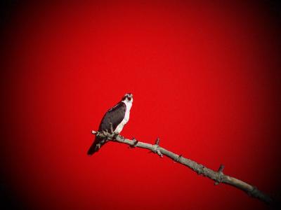 Digiscoping, Canon G1 / Kowa TSN-824M