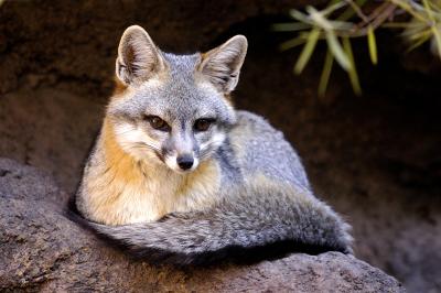 Sonoran Wildlife