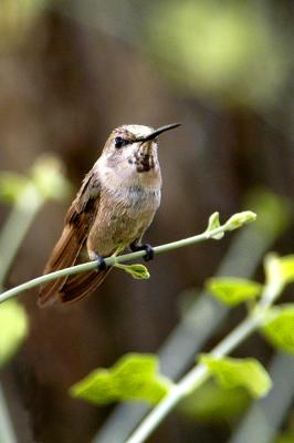 Arizona Hummingbirds