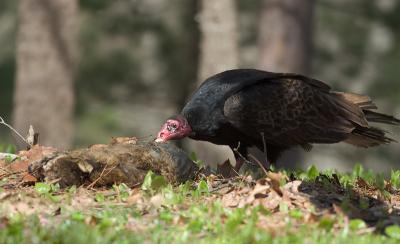 Turkey Vulture 3