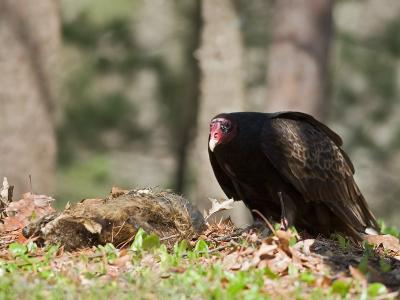 Turkey Vulture 5