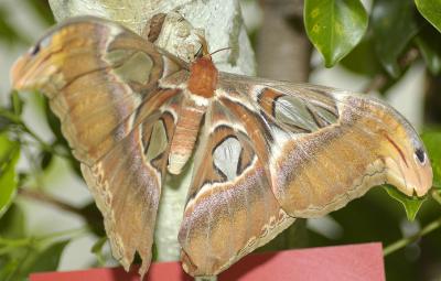 Atlas Moth DSC0773.jpg