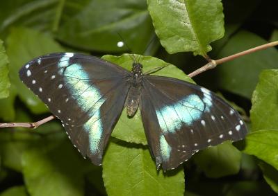Banded Morpho_DSC0851.jpg