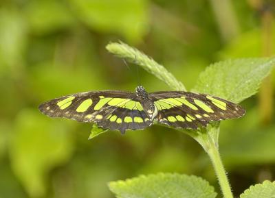 Common Sergeant_DSC0815.jpg