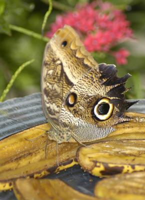 Owl Butterfly_DSC0772.jpg