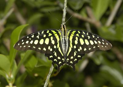 Tailed jay_DSC0832.jpg