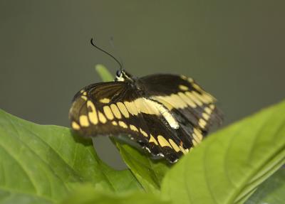 Thoas Swallowtail_DSC0760.jpg