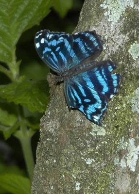 Tropical Blue Wave_DSC0853.jpg