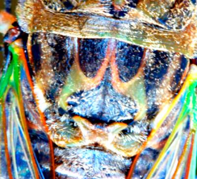 Locust Back.jpg