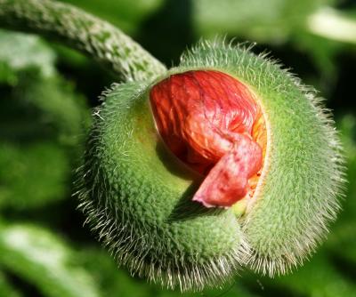 Poppy bud 2.jpg