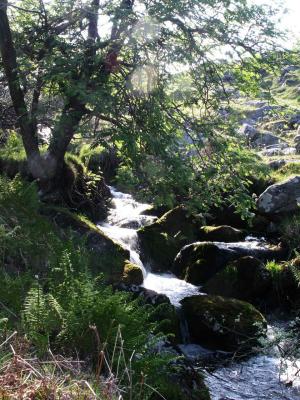 A Moorland Stream