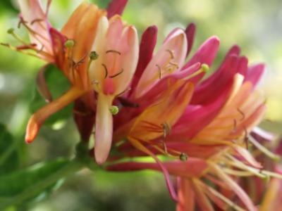 HoneySuckle