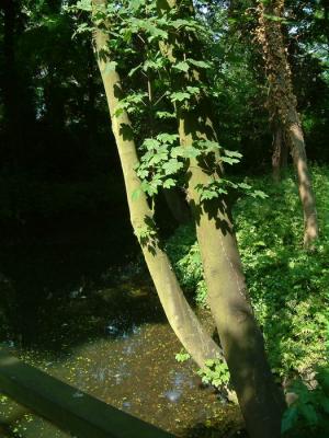 Overhanging trees