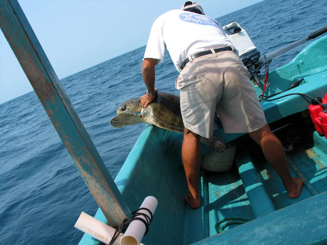 tortuga :: accoster