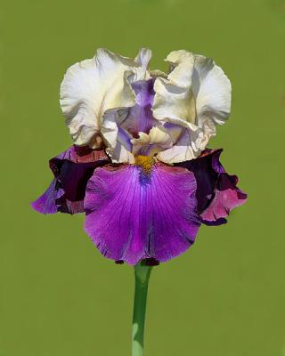 Bearded Iris (2005)