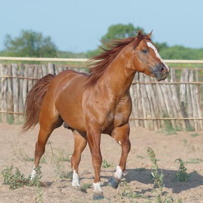 Corral-II