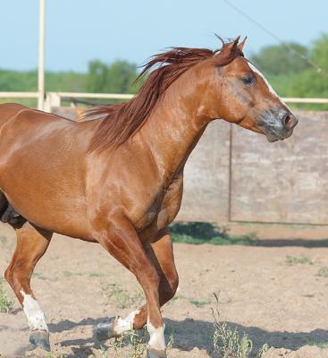 Corral - Head-Shot