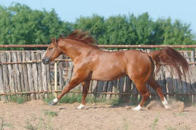 Corral-VI