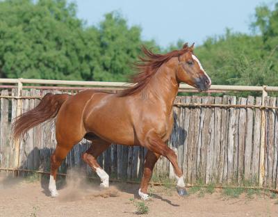Corral-III