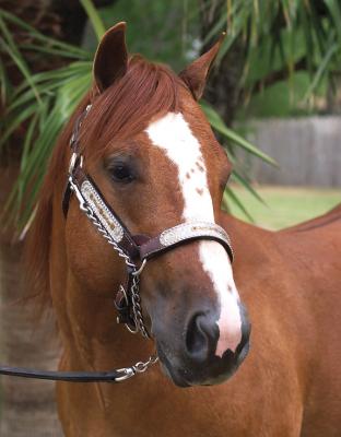 Halter - Head-Shot