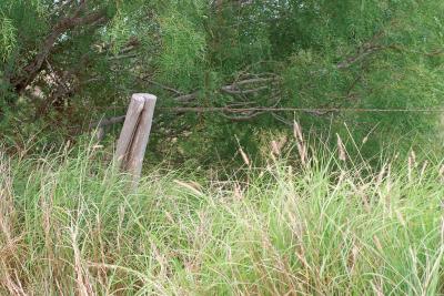 Rolled-Newspaper-Post