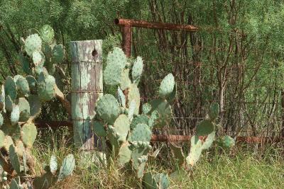 Cactus-Post