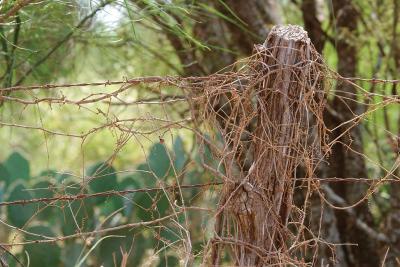 Oh-What-A-Tangled....-Post