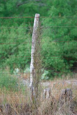 Vine-Post