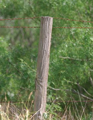 Lines-&-Groves-Post