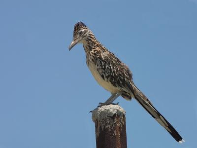 On-His-Post