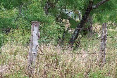 Remnants-Post
