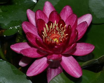 waterlilygood.jpg
