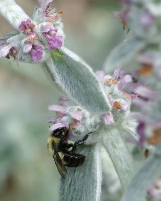 bee2.jpg