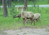 bighorn sheep