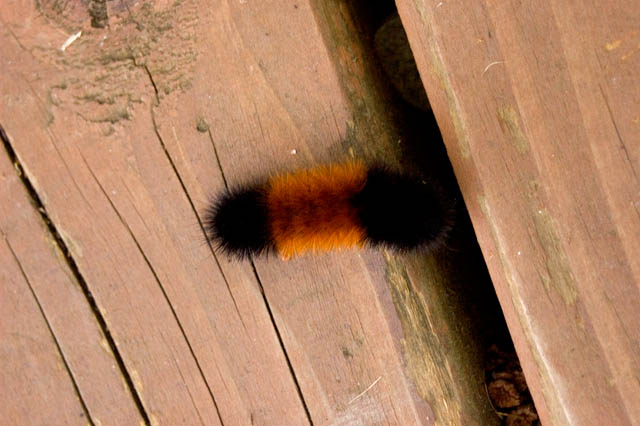 0401002 Catapillar