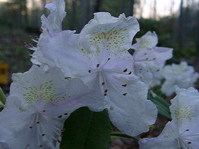 Kehrs White Ruffles